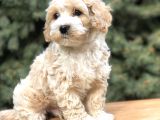 Orjinal Latte Maltıpoo