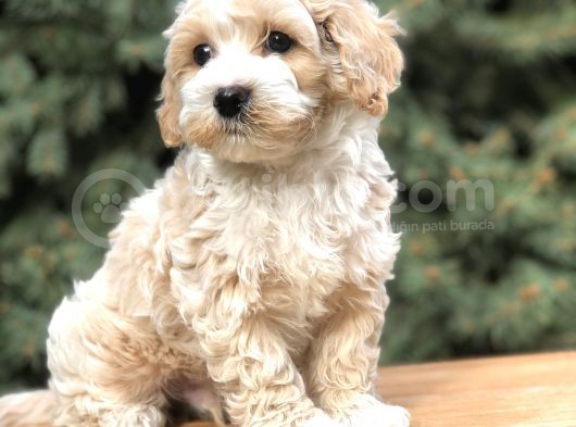 Orjinal Latte Maltıpoo görsel