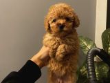 Aşılı Poodle Bebekler