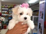 Maltesse Terrier Cinsi Güzel Yavrular 
