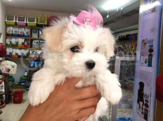 Maltesse Terrier Cinsi Güzel Yavrular 