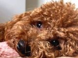Toy Poodle Yavrulari Mama Ve Malzeme Kapanyalı