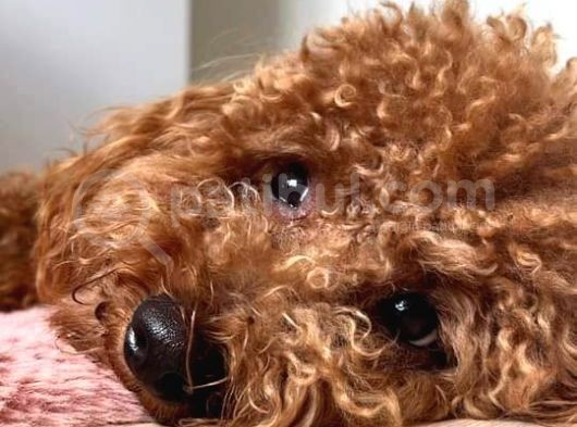 Toy Poodle Yavrulari Mama Ve Malzeme Kapanyalı görsel