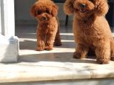Toy Poodle Yavrulari Mama Ve Malzeme Kapanyalı