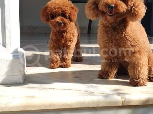 Toy Poodle Yavrulari Mama Ve Malzeme Kapanyalı görsel