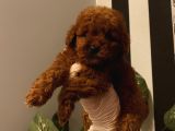 Ev Ortamında Poodle Bebekler