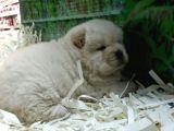 Ayi Kafa Chow Chow Yavrulari Mama Ve Malzeme Kampanyali