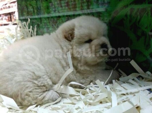 Ayi Kafa Chow Chow Yavrulari Mama Ve Malzeme Kampanyali görsel
