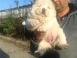 Ayi Kafa Chow Chow Yavrulari Mama Ve Malzeme Kampanyali