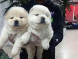 Ayi Kafa Chow Chow Yavrulari Mama Ve Malzeme Kampanyali