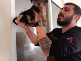 Morkie Cinsi Yavrular 