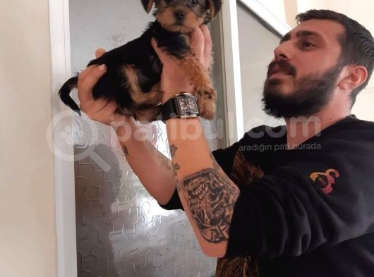 Morkie Cinsi Yavrular 