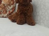 Toy Poodle Yavrulari Mama Ve Malzeme Kapanyalı