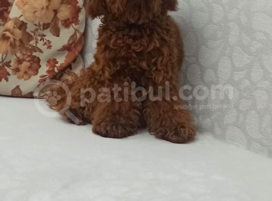 Toy Poodle Yavrulari Mama Ve Malzeme Kapanyalı görsel