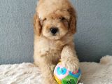 Goldendoodle Yavrularımız 