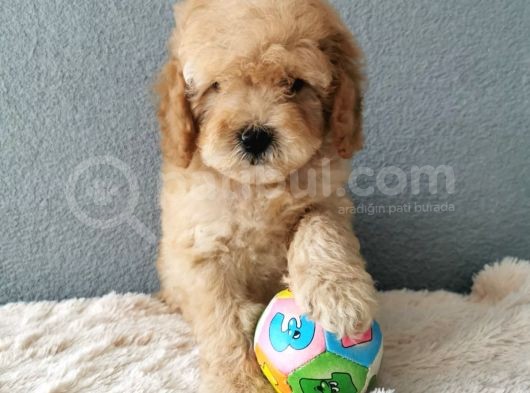 Goldendoodle Yavrularımız  görsel