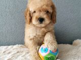 Goldendoodle Yavrularımız 