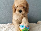 Goldendoodle Yavrularımız 