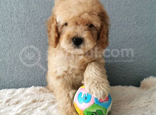 Goldendoodle Yavrularımız  görsel