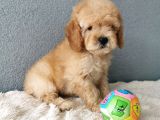 Goldendoodle Yavrularımız 