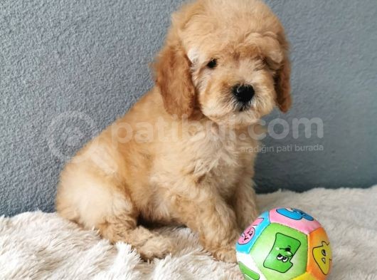 Goldendoodle Yavrularımız  görsel