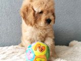 Goldendoodle Yavrularımız 
