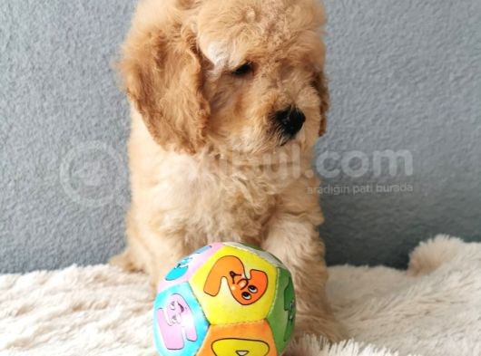 Goldendoodle Yavrularımız  görsel