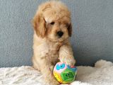 Goldendoodle Yavrularımız 