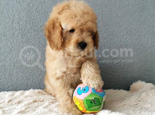 Goldendoodle Yavrularımız 