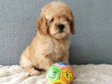 Goldendoodle Yavrularımız 