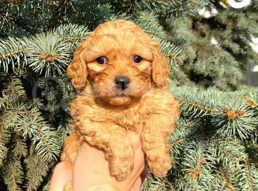 Show Düzey A Kali̇te Toy Poodle Yavrumuz görsel