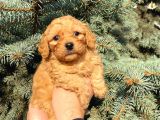 Show Düzey A Kali̇te Toy Poodle Yavrumuz