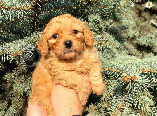 Show Düzey A Kali̇te Toy Poodle Yavrumuz görsel