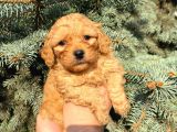 SHOW DÜZEY A KALİTE TOY POODLE YAVRUMUZ