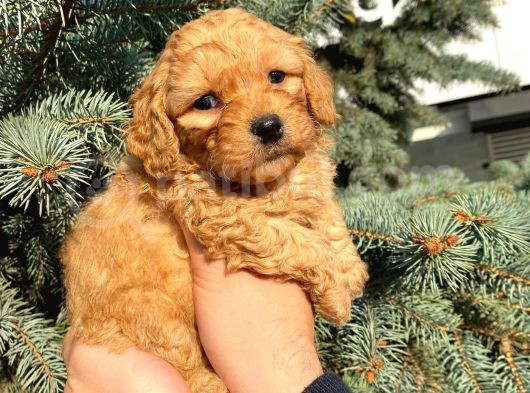 Show Düzey A Kali̇te Toy Poodle Yavrumuz görsel