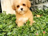 Malti̇poo Bebekler 