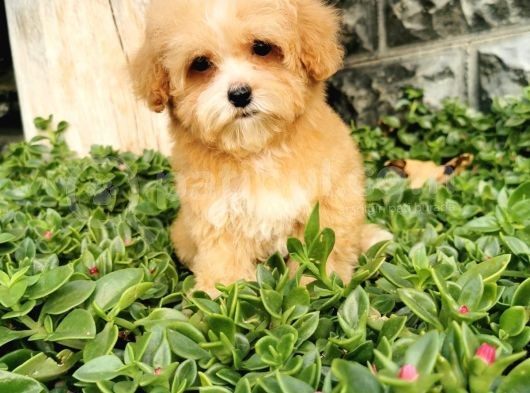 Malti̇poo Bebekler  görsel