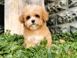 Malti̇poo Bebekler 
