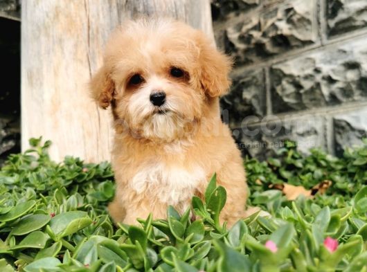 Malti̇poo Bebekler  görsel