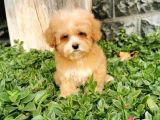 Malti̇poo Bebekler 