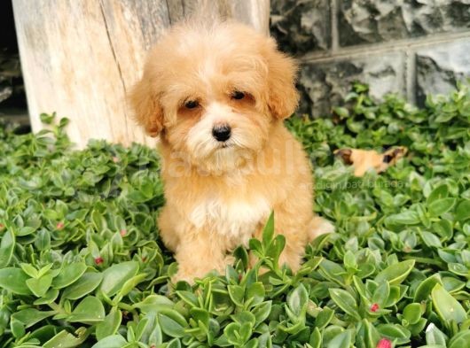 Malti̇poo Bebekler  görsel