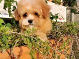 Malti̇poo Bebekler 