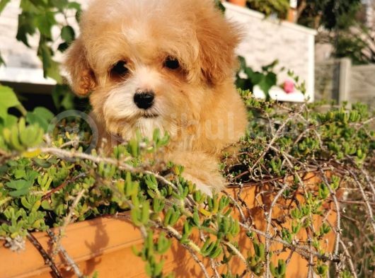 Malti̇poo Bebekler  görsel