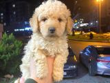 Show Düzey A Kali̇te Toy Poodle Yavrumuz