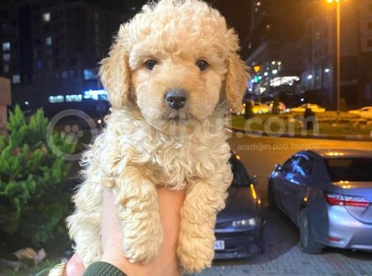 Show Düzey A Kali̇te Toy Poodle Yavrumuz görsel