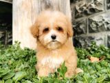 Malti̇poo Bebekler 