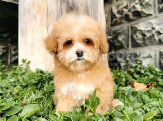 Malti̇poo Bebekler  görsel