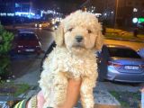 Show Düzey A Kali̇te Toy Poodle Yavrumuz