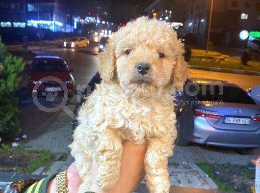 Show Düzey A Kali̇te Toy Poodle Yavrumuz görsel