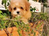 MALTİPOO BEBEKLER 